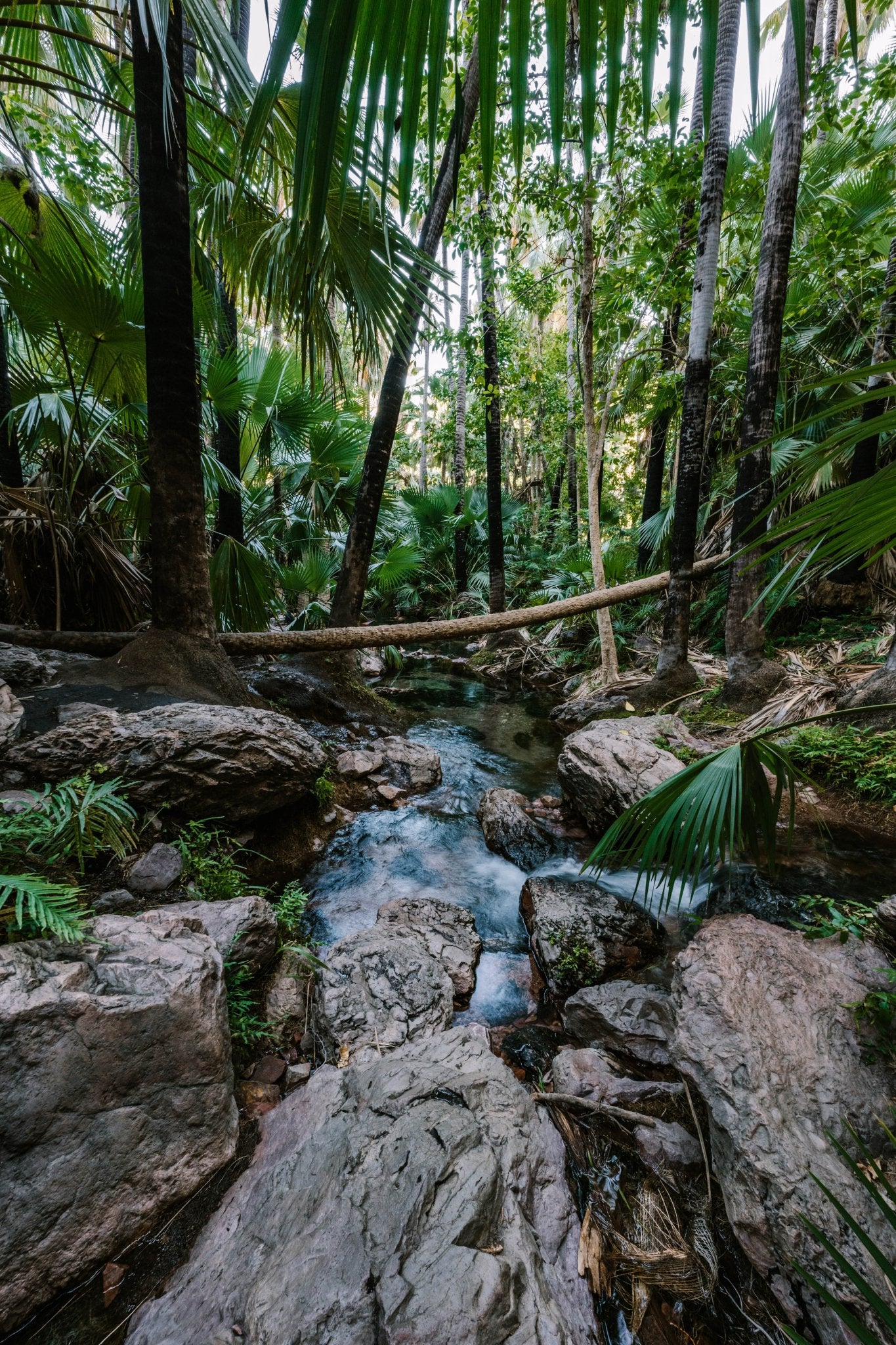 WA_NW_0043 - Zebedee Springs, El Questro - Sand to Summit
